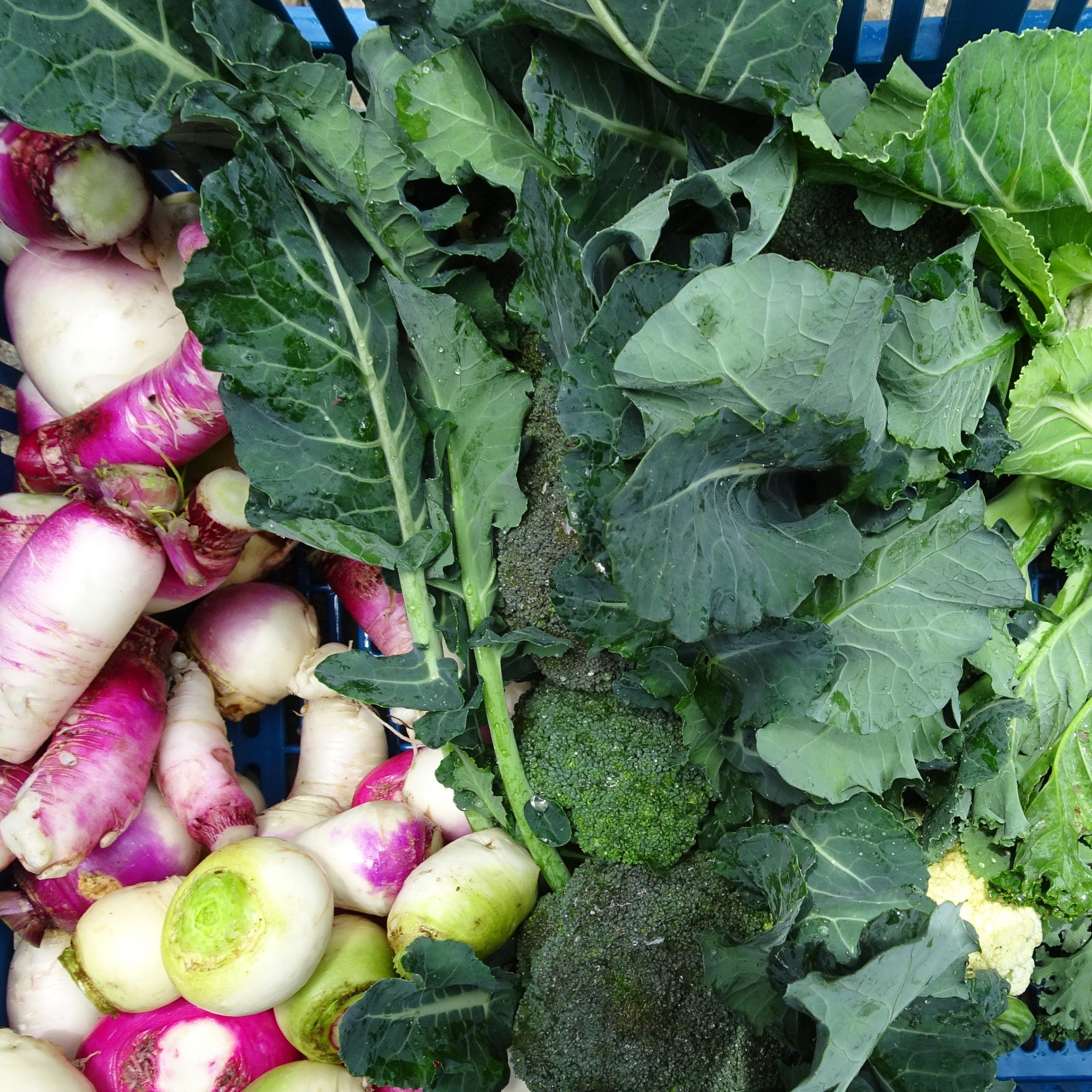 Canasta de verduras orgánicas recién cosechadas en Villa Paz Choachí